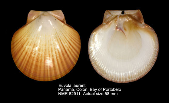 Euvola laurenti (3).jpg - Euvola laurenti (Gmelin,1791)